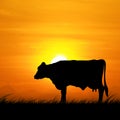 Silhouette cows standing on a meadow at sunset. Royalty Free Stock Photo