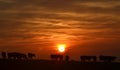 Silhouette of cows with the sunrise