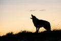 Silhouette of coyote howling at sunrise