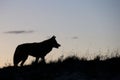 Silhouette of coyote on prairie