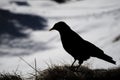 Silhouette of croak black bird on white snow raven crow