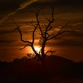 Silhouette of Crooked Tree at Sunset