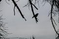 Silhouette of crow perched on a leafless tree branch Royalty Free Stock Photo