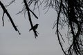 Silhouette of crow perched on a leafless tree branch Royalty Free Stock Photo