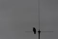 Silhouette of a crow or raven sitting on a antenna with gray sky and much copy space Royalty Free Stock Photo