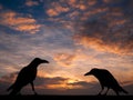 Silhouette crow with sunset for Halloween background Royalty Free Stock Photo