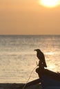 Silhouette of crow in sunset in Sri Lanka