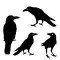 Silhouette of a crows in different positions.  illustration. black ravens on grey. Isolated. rook illustration. Royalty Free Stock Photo