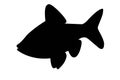 Silhouette of crucian carp fish isolate Royalty Free Stock Photo
