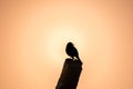 Silhouette Of Cuckoo Sitting On Broken Stump
