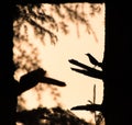 Silhouette Of Cuckoo Sitting On Deodar