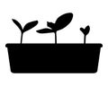 Silhouette of cucumber seedlings in a box