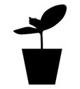 Silhouette of cucumber seedlings in a pot Royalty Free Stock Photo