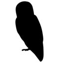 Silhouette of a cute barn owl, logo