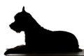 Silhouette of a cute Yorkshire Terrier