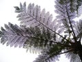 Silhouette of Cyatheales fern leaves Royalty Free Stock Photo