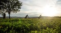 Silhouette of cyclists in sunset. Man and woman riding a mountain bike in South Moravian fields. Cycling in nature.