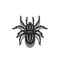 Silhouette of a 3D spider tarantula isolated on white background, insect top view with shadows, black and white animal vector