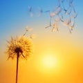 Silhouette of dandelion against the backdrop of the setting sun. Royalty Free Stock Photo