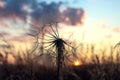 Silhouette of a dandelion against the background of the setting sun and meadow grasses on a summer evening, close-up Royalty Free Stock Photo