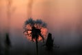 Silhouette of a dandelion and blades of grass against a sunset, shallow depth of field and selective focus Royalty Free Stock Photo