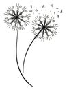 Pair of a dandelion silhouette vector or color illustration