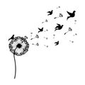 silhouette dandelion with fly birds