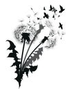 Silhouette of a dandelion with flying seeds. Black contour of a dandelion. Black and white illustration of a flower Royalty Free Stock Photo