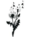 Silhouette of a dandelion with flying seeds. Black contour of a dandelion. Black and white illustration of a flower Royalty Free Stock Photo