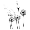 Silhouette of a dandelion with flying seeds. Black contour of a dandelion. Black and white illustration of a flower Royalty Free Stock Photo