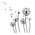 Silhouette of a dandelion with flying seeds. Black contour of a dandelion. Black and white illustration of a flower Royalty Free Stock Photo