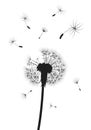 Silhouette of a dandelion with flying seeds. Black contour of a dandelion. Black and white illustration of a flower Royalty Free Stock Photo