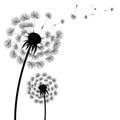 Silhouette Dandelion