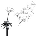 Silhouette of dandelion