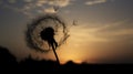 The silhouette of a dandelion puff against the setting sun, seeds poised for flight in the gentle breeze