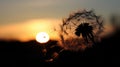 The silhouette of a dandelion puff against the setting sun, seeds poised for flight in the gentle breeze