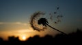 The silhouette of a dandelion puff against the setting sun, seeds poised for flight in the gentle breeze