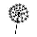 silhouette dandelion with stem and pistil closeup