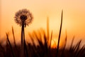 Silhouette of dandelion, sunset is sun on background Royalty Free Stock Photo