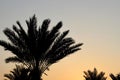 Silhouette of dark date palms. Black leaves against clear oarnge and blue sky. Summer sunset in the resort garden Royalty Free Stock Photo