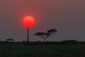 Silhouette,Dark tree on open field dramatic sunrise.