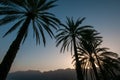 Silhouette of date palms , Oman Royalty Free Stock Photo