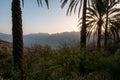 Silhouette of date palms , Oman Royalty Free Stock Photo