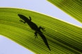 Silhouette of a Day Gecko on a Palm Leaf