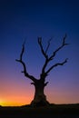 Silhouette dead big tree on hill at sunset Royalty Free Stock Photo
