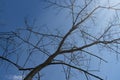 Silhouette of dead branches of trees Under the blue sky. Royalty Free Stock Photo