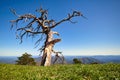 A silhouette of a dead pine tree against a mountain vista. Royalty Free Stock Photo