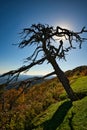 A silhouette of a dead pine tree against a mountain vista. Royalty Free Stock Photo