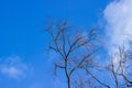 Silhouette of a dead tree against a blue sky. Outline of bare branches and branches. Dark vision of the earth. Ecology