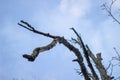 Silhouette of a dead tree against a blue sky. Outline of bare branches and branches. Dark vision of the earth. Ecology